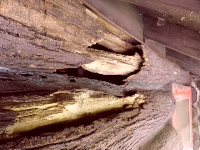 Log eaten away by termites on a century log home in Euclid